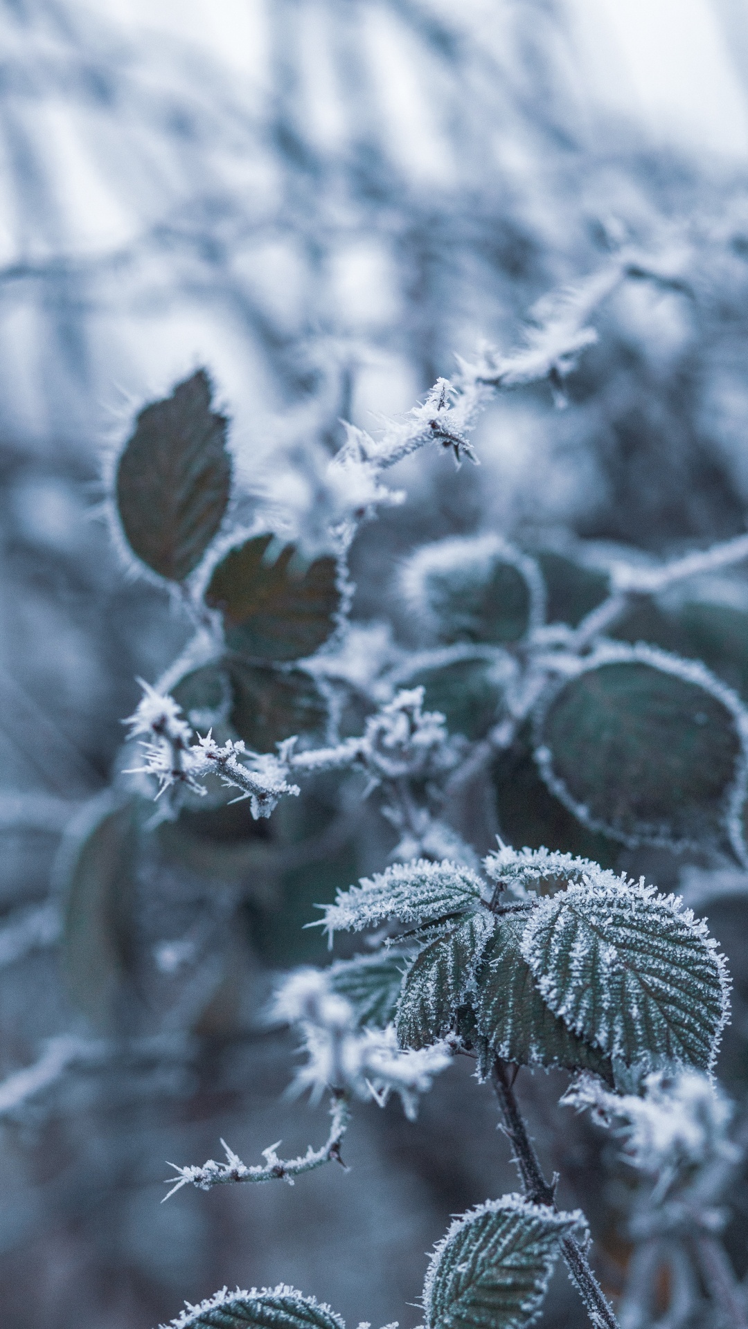 Invierno, Helada, Congelación, Sucursal, Hielo. Wallpaper in 1080x1920 Resolution