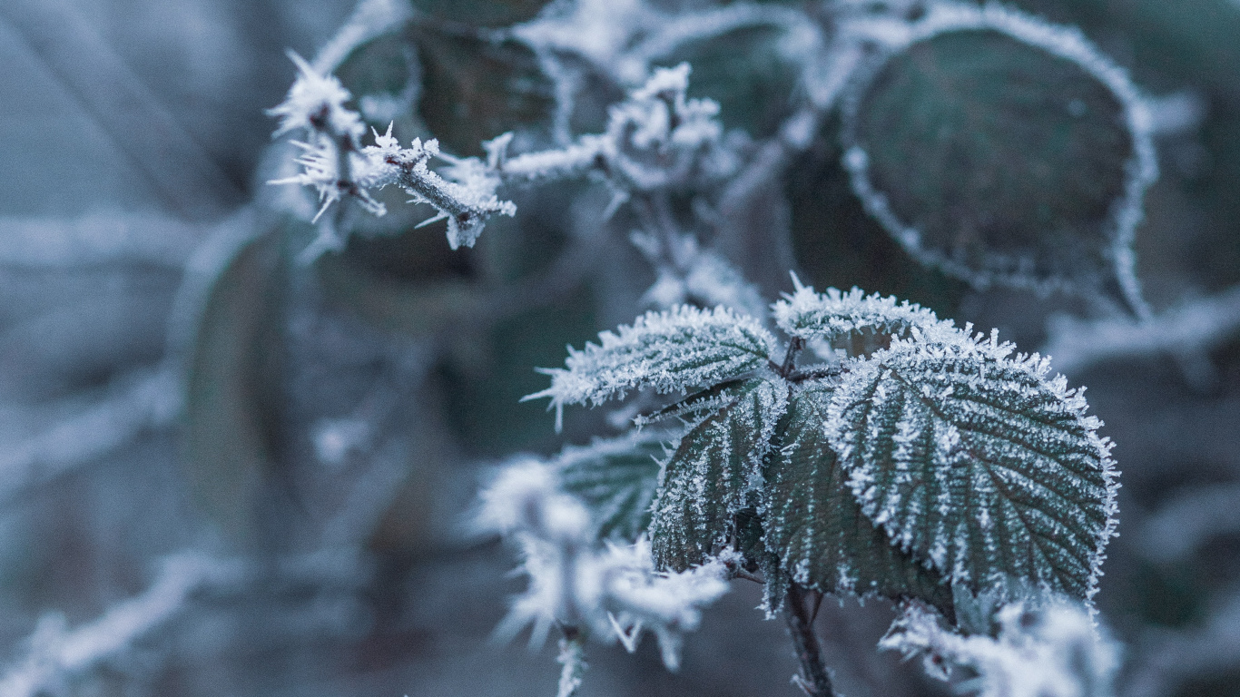 Winter, Frost, Blatt, Einfrieren, Branch. Wallpaper in 1366x768 Resolution