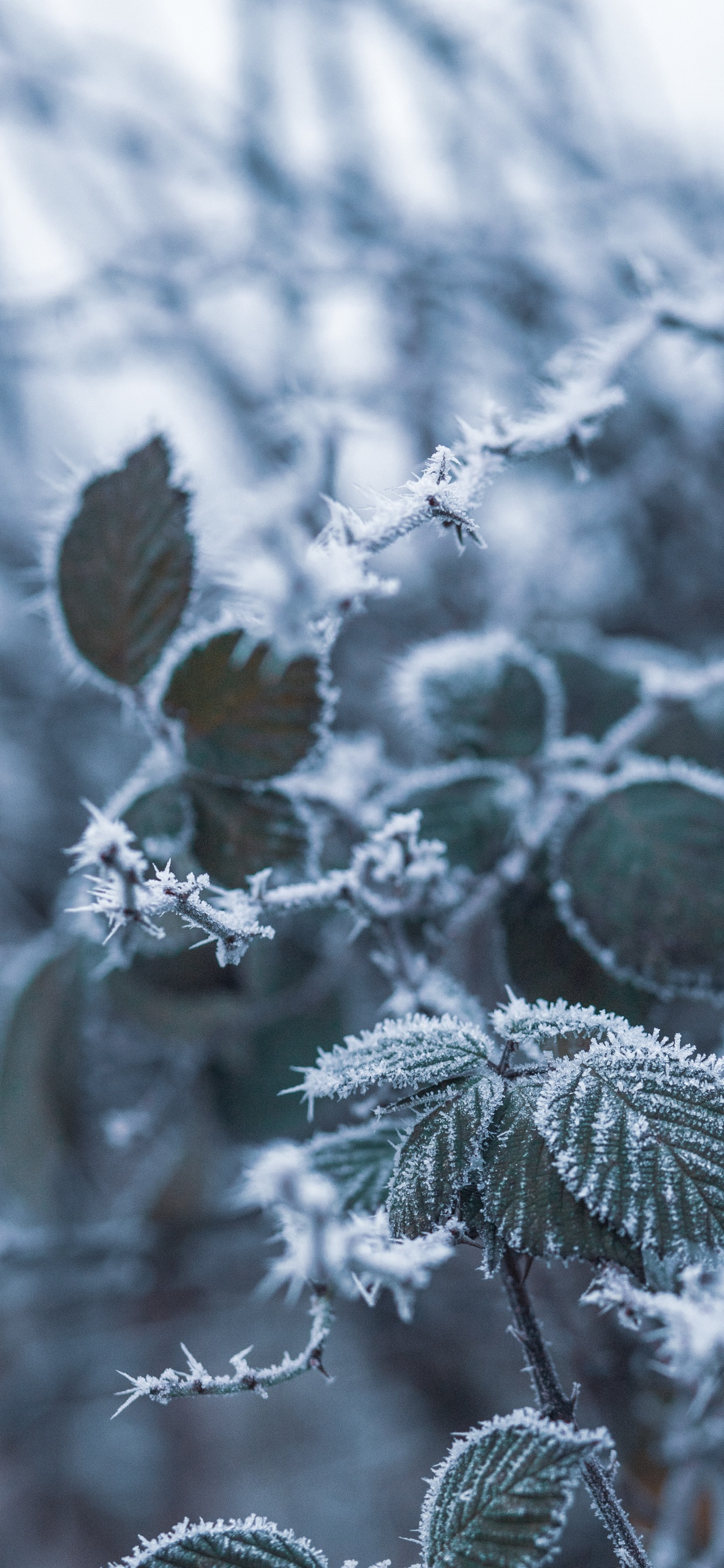 Hiver, Gel, Feuille, Congélation, Glace. Wallpaper in 1242x2688 Resolution