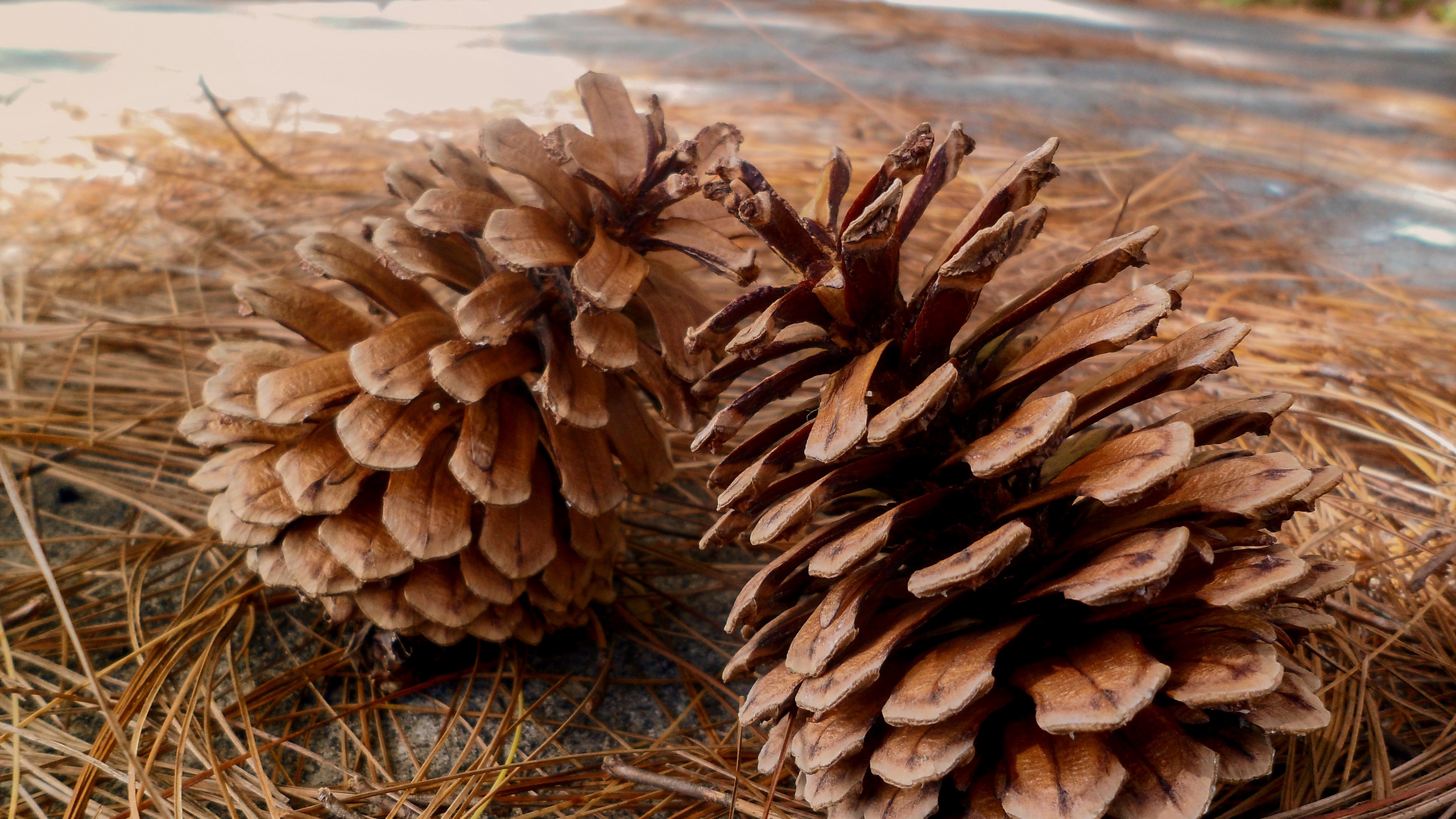 Brown Pine Cone on Brown Dried Grass. Wallpaper in 2560x1440 Resolution