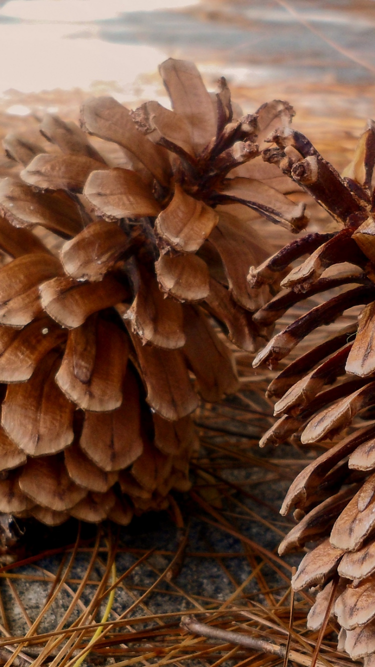 Pomme de Pin Brune Sur L'herbe Séchée Brune. Wallpaper in 750x1334 Resolution