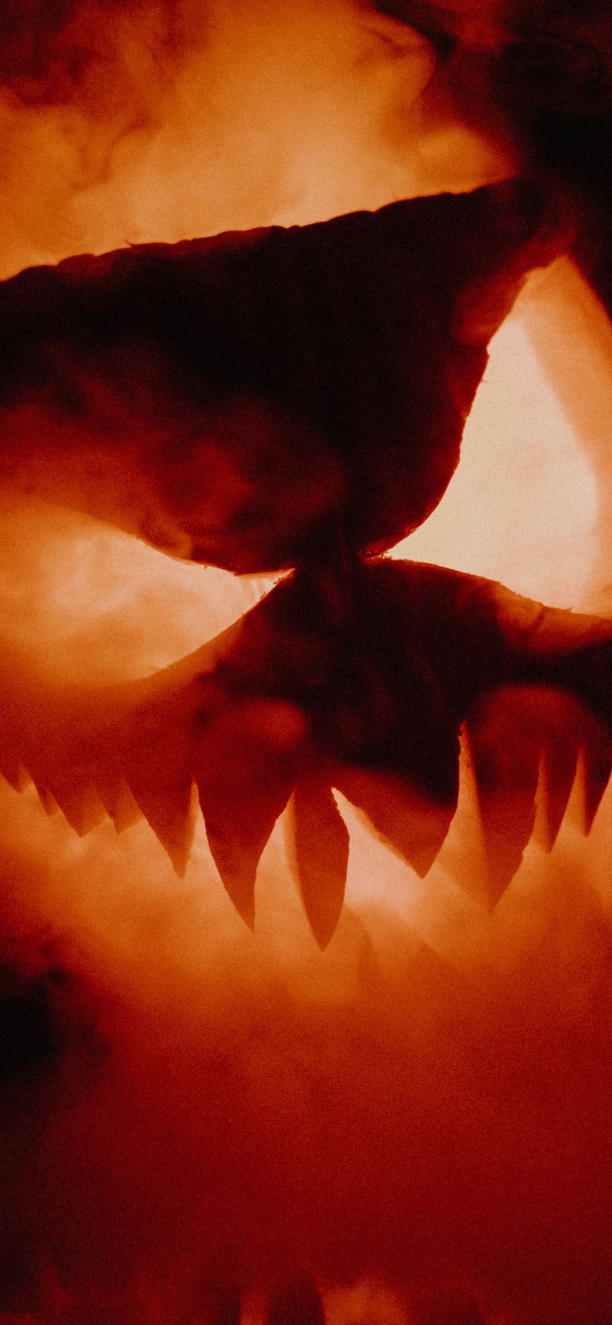 la Calabaza de Halloween, Jack O'lantern, Calabaza, Ambiente, Pétalo. Wallpaper in 1242x2688 Resolution