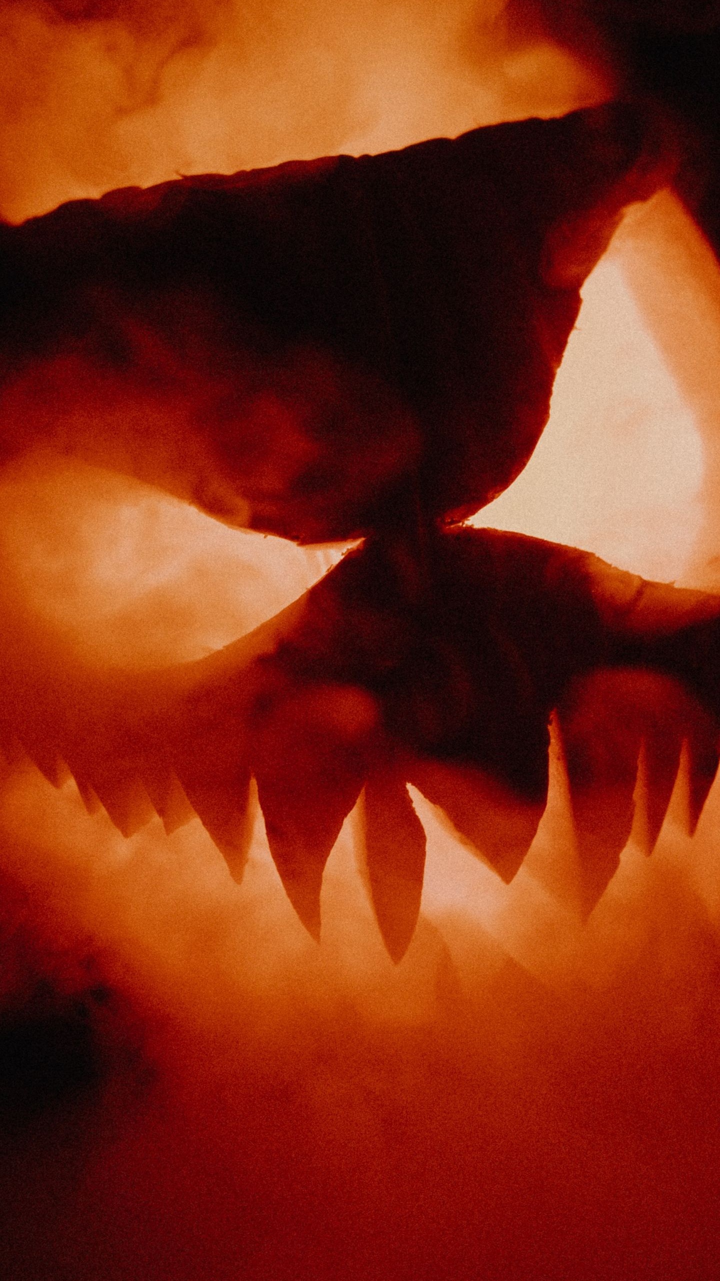 la Calabaza de Halloween, Jack O'lantern, Calabaza, Ambiente, Pétalo. Wallpaper in 1440x2560 Resolution