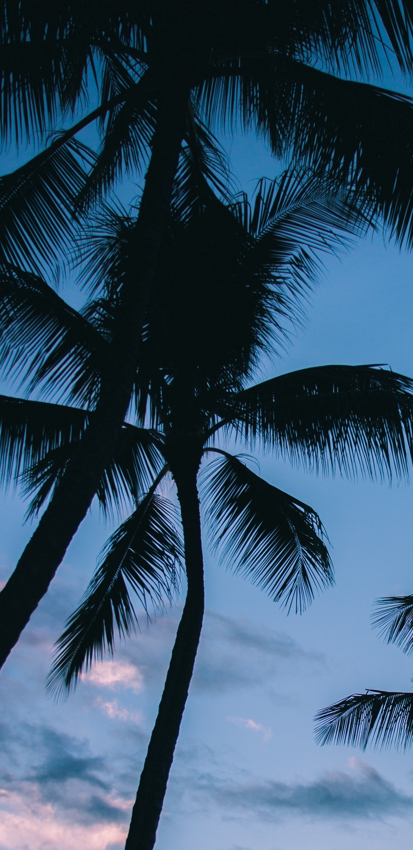 Palme Unter Blauem Himmel Tagsüber. Wallpaper in 1440x2960 Resolution