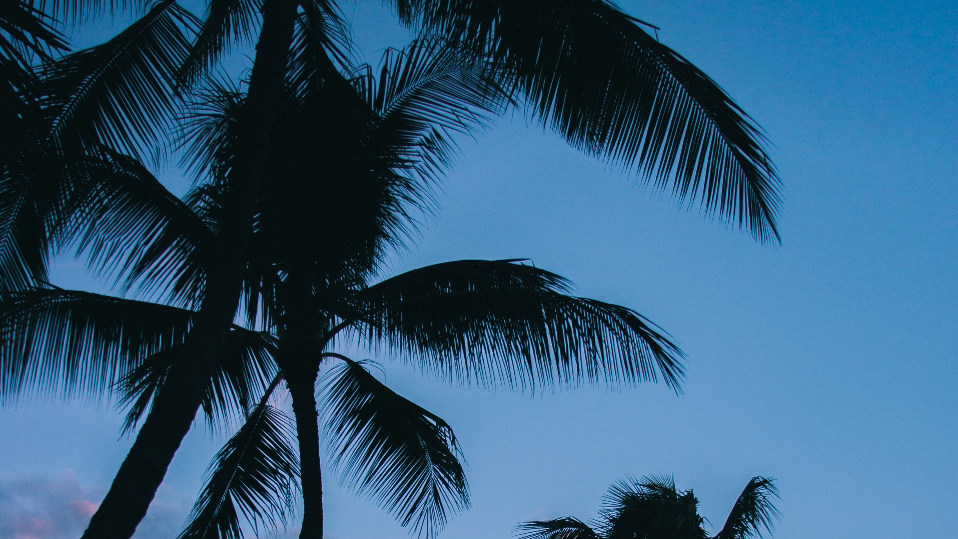 Palme Unter Blauem Himmel Tagsüber. Wallpaper in 1920x1080 Resolution