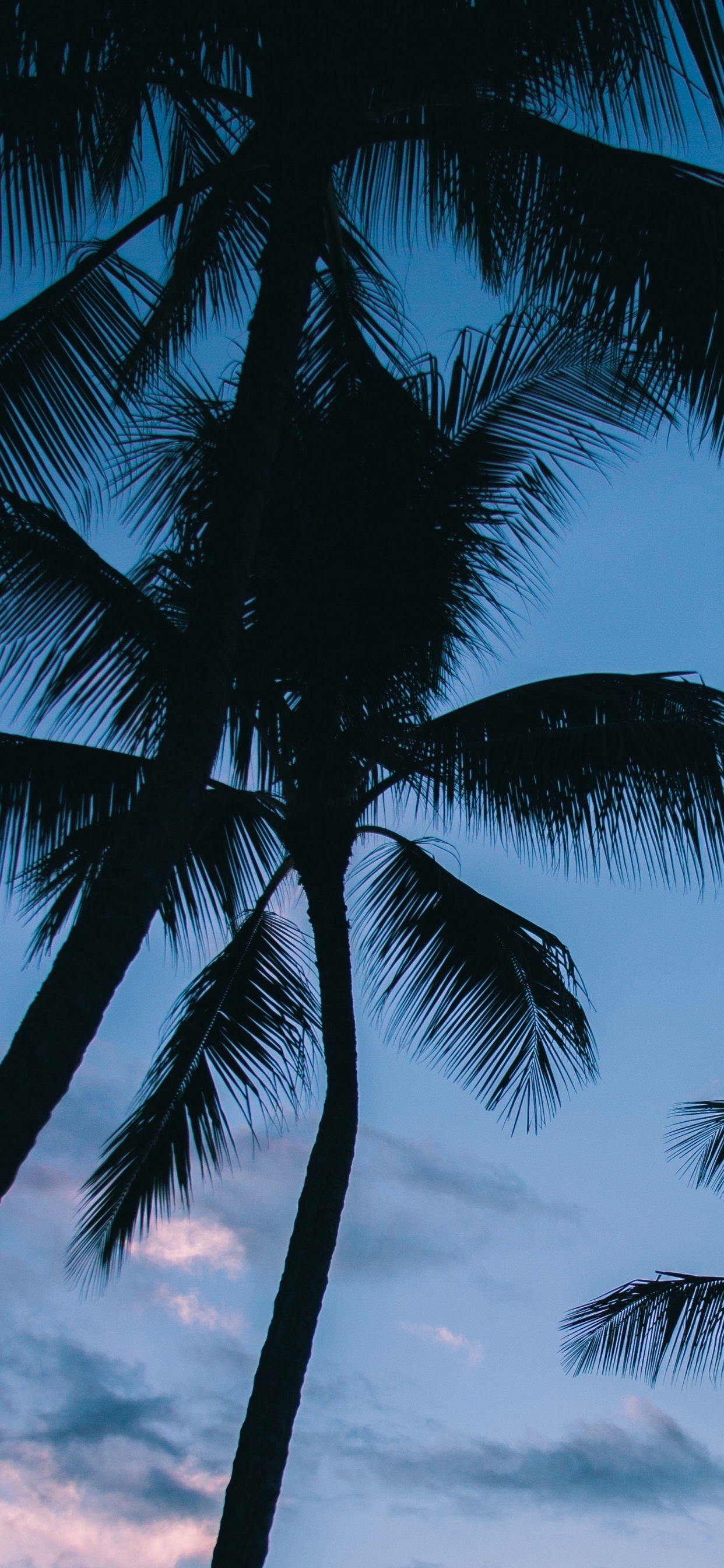 Palmera Bajo un Cielo Azul Durante el Día. Wallpaper in 1242x2688 Resolution