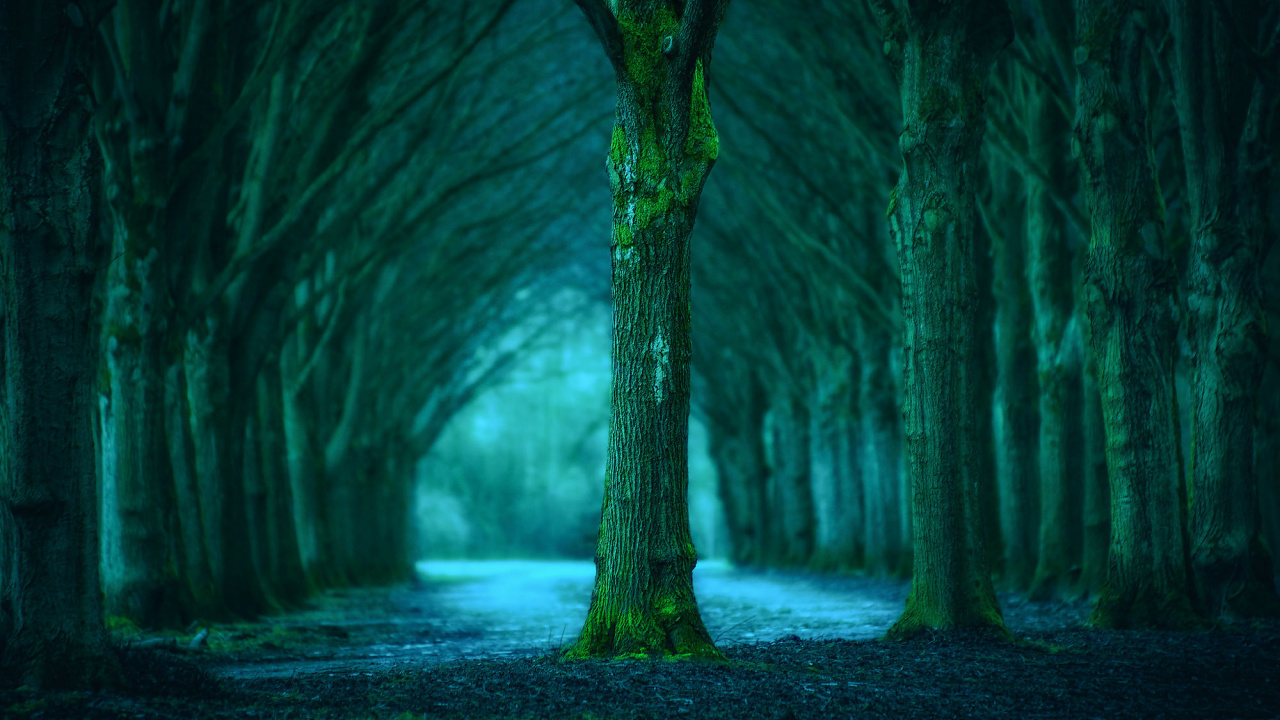 Foto en Escala de Grises de Árboles en el Bosque. Wallpaper in 1280x720 Resolution