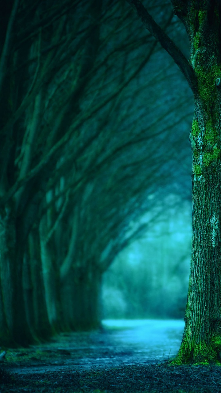 Foto en Escala de Grises de Árboles en el Bosque. Wallpaper in 720x1280 Resolution