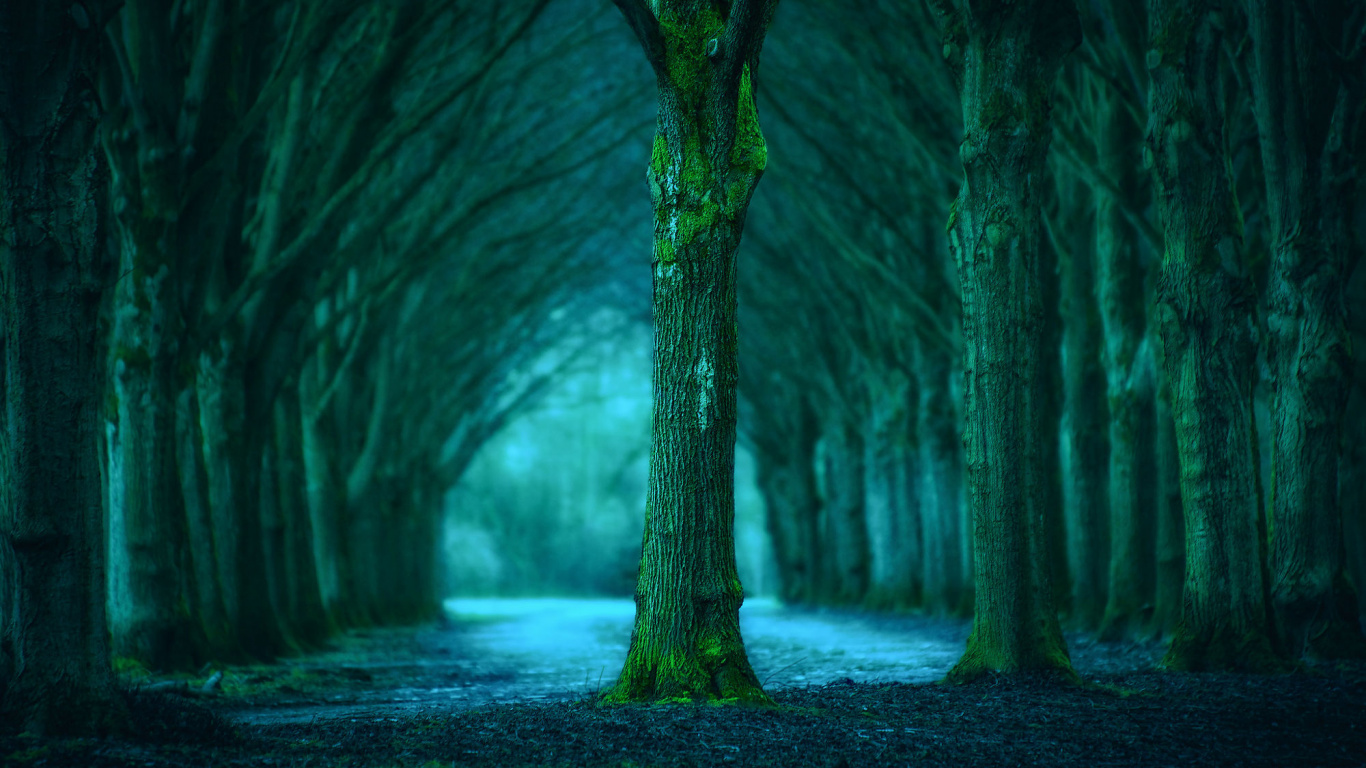 Photo en Niveaux de Gris D'arbres Sur la Forêt. Wallpaper in 1366x768 Resolution