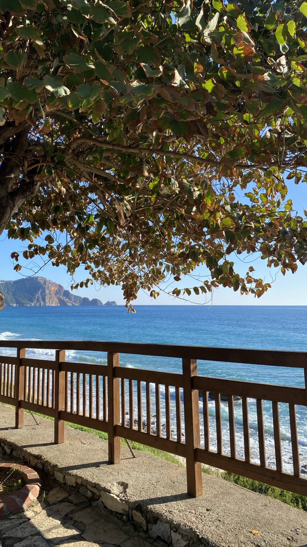 Tree, Water, Plant, Leaf, Natural Landscape. Wallpaper in 1080x1920 Resolution