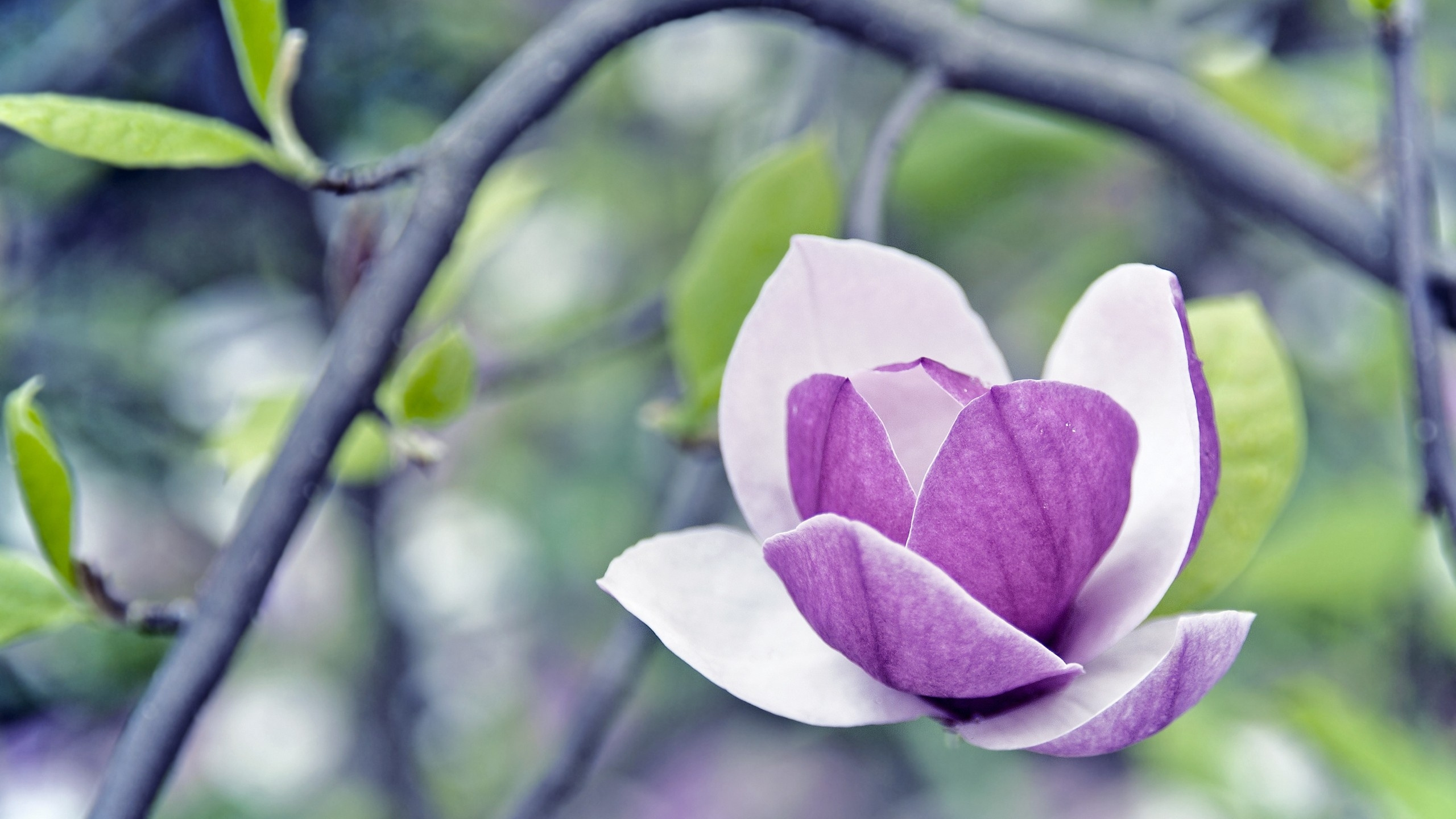 Lila Blume in Tilt-Shift-Linse. Wallpaper in 2560x1440 Resolution