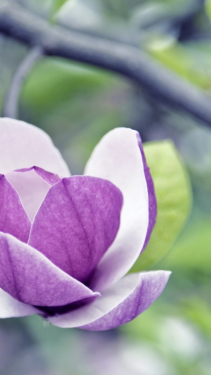 Purple Flower in Tilt Shift Lens. Wallpaper in 720x1280 Resolution