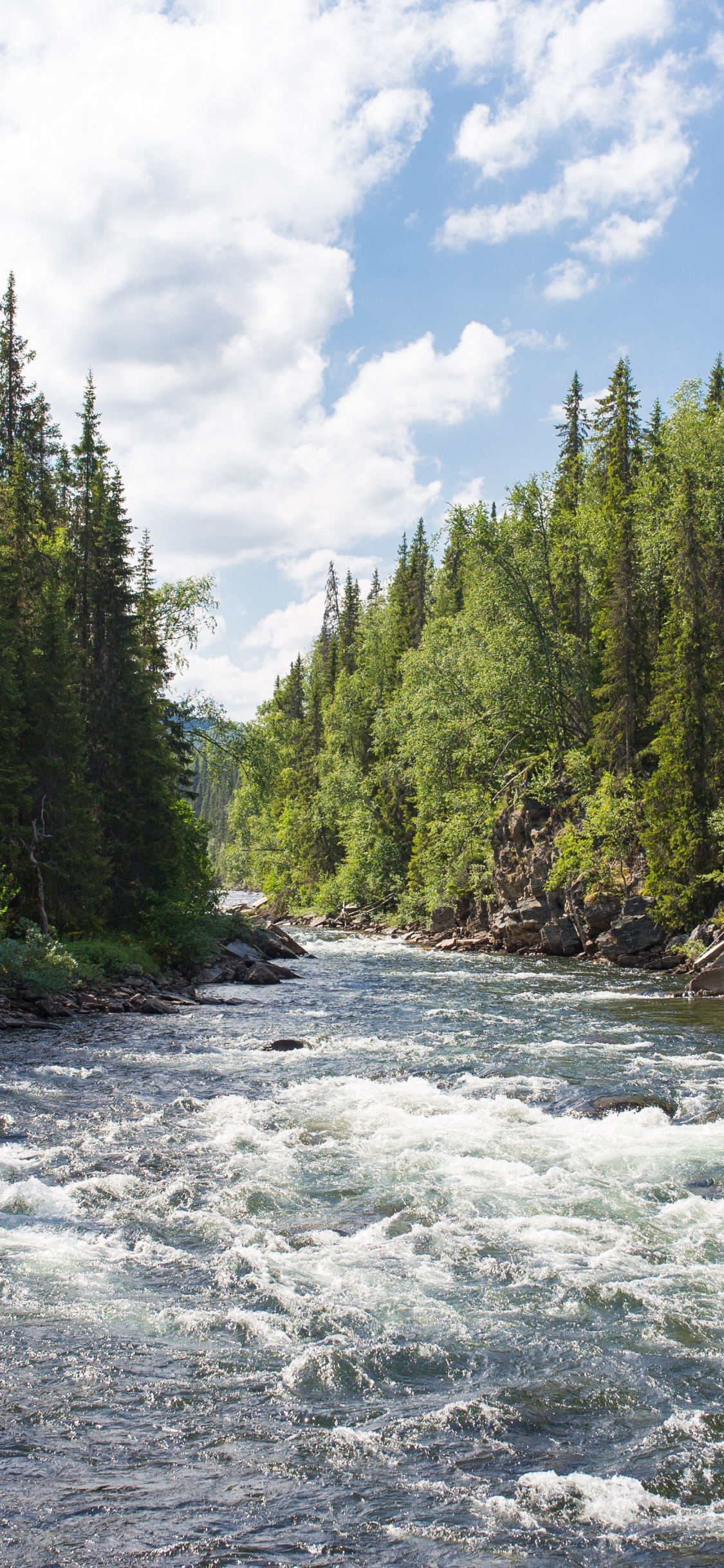 Forest River, River, Watercourse, Pigeon River, Flathead National Forest. Wallpaper in 1125x2436 Resolution