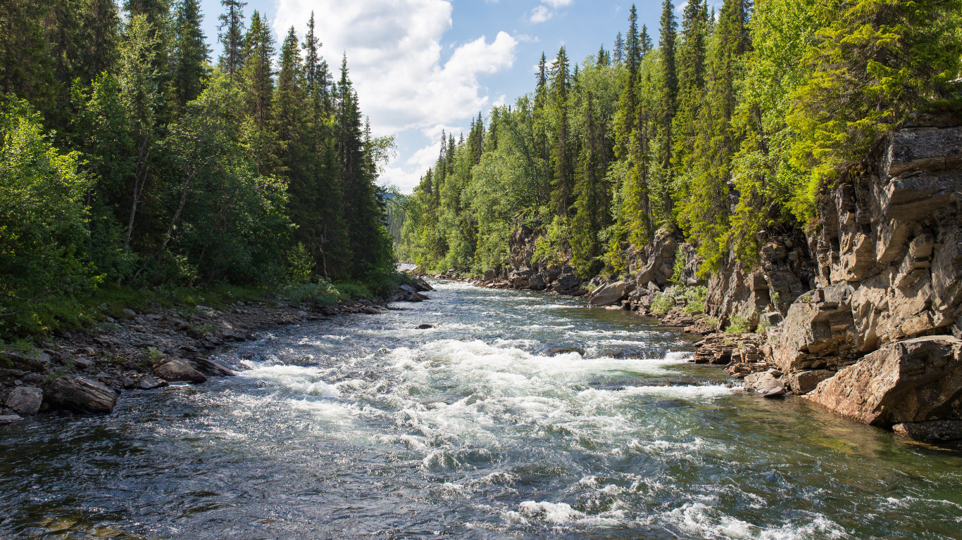 Forest River, River, Watercourse, Pigeon River, Flathead National Forest. Wallpaper in 1366x768 Resolution