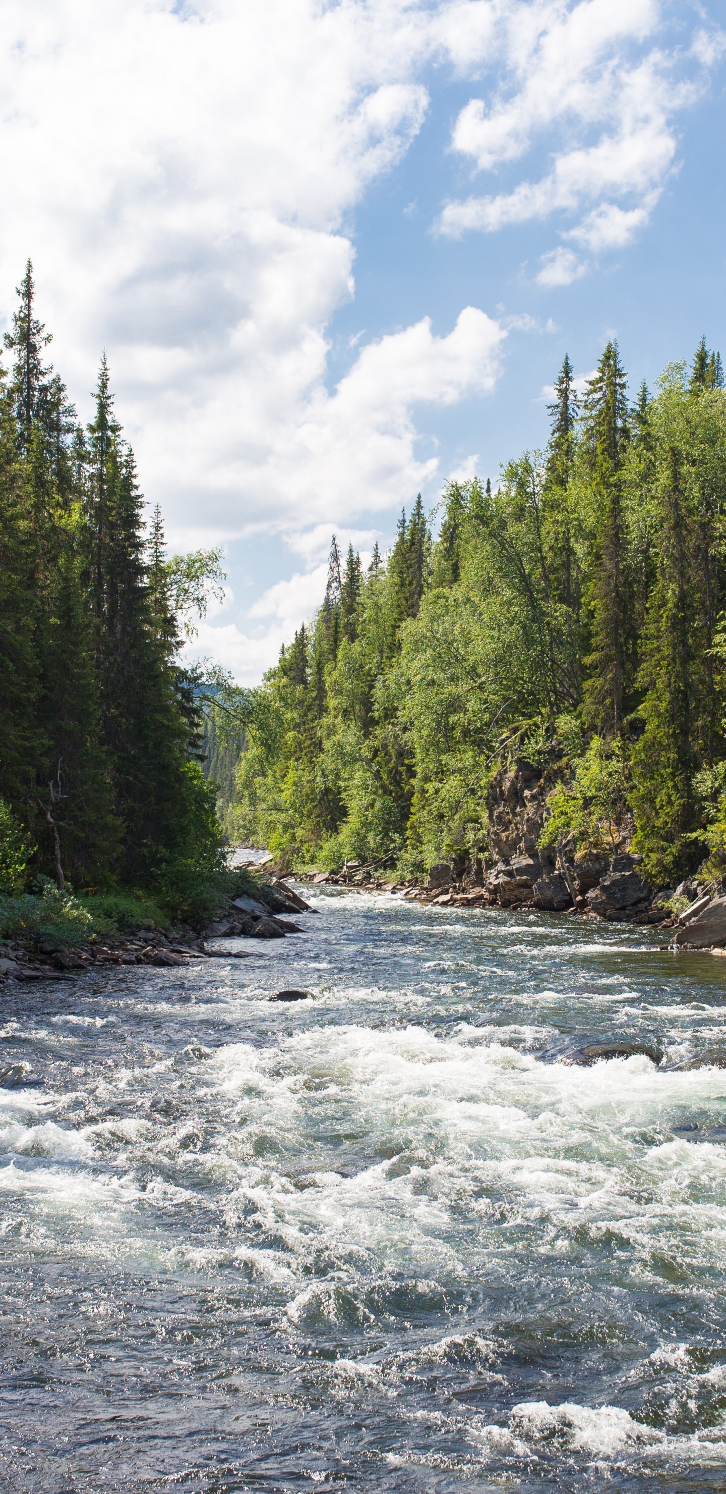Forest River, River, Watercourse, Pigeon River, Flathead National Forest. Wallpaper in 1440x2960 Resolution