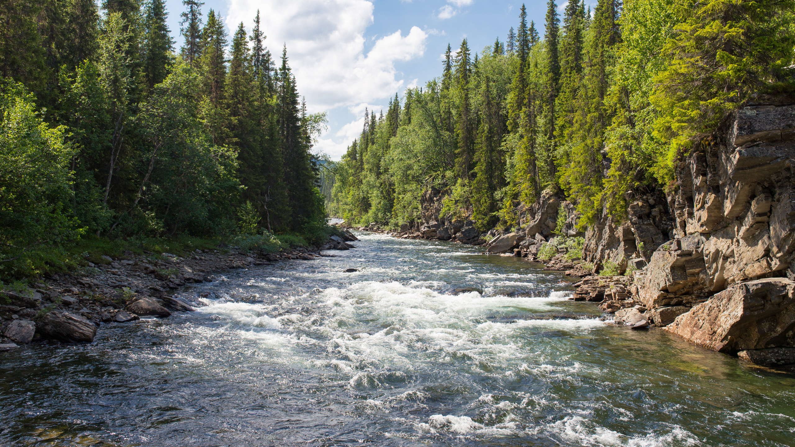 Forest River, River, Watercourse, Pigeon River, Flathead National Forest. Wallpaper in 2560x1440 Resolution