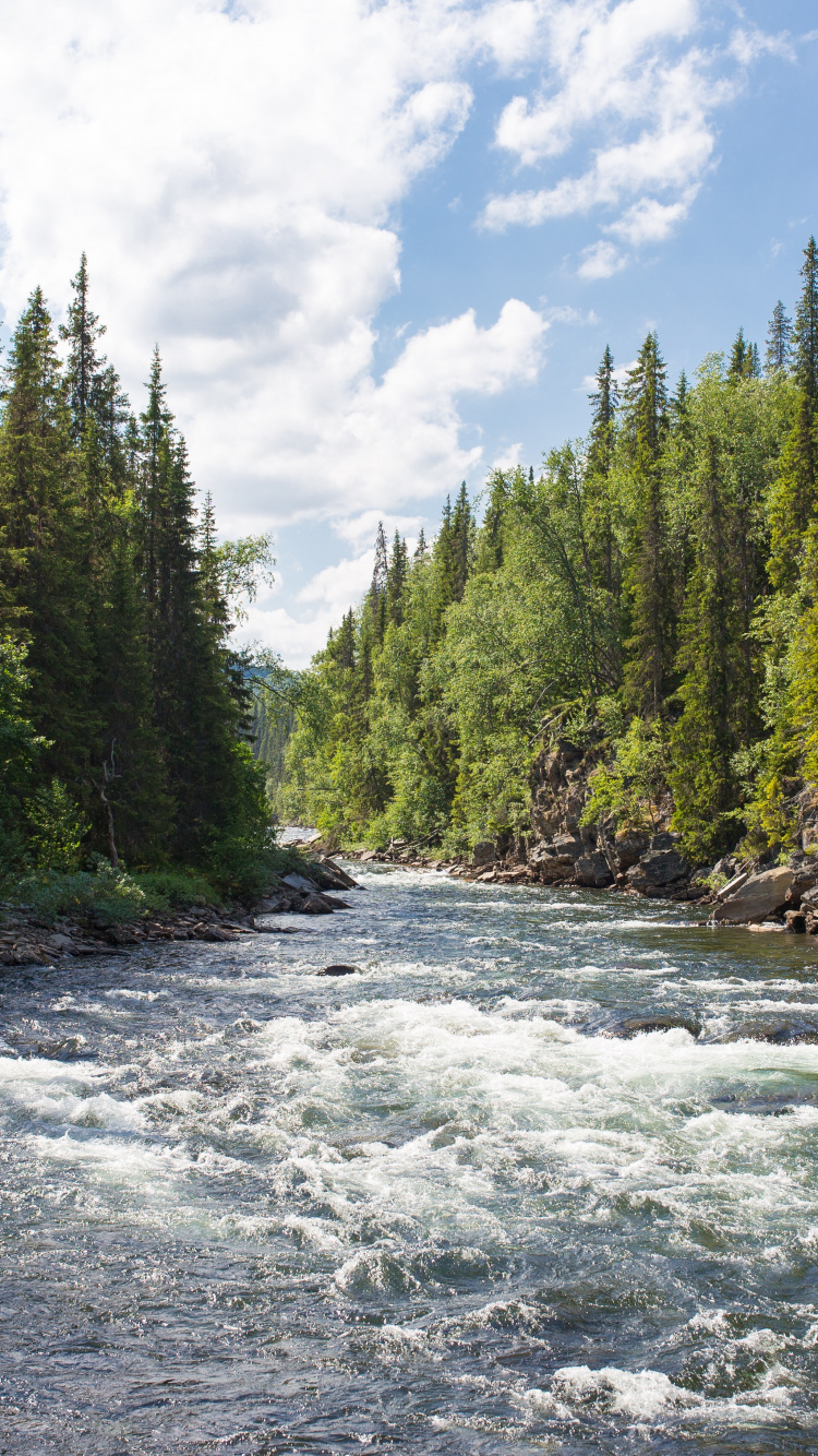 Forest River, River, Watercourse, Pigeon River, Flathead National Forest. Wallpaper in 750x1334 Resolution