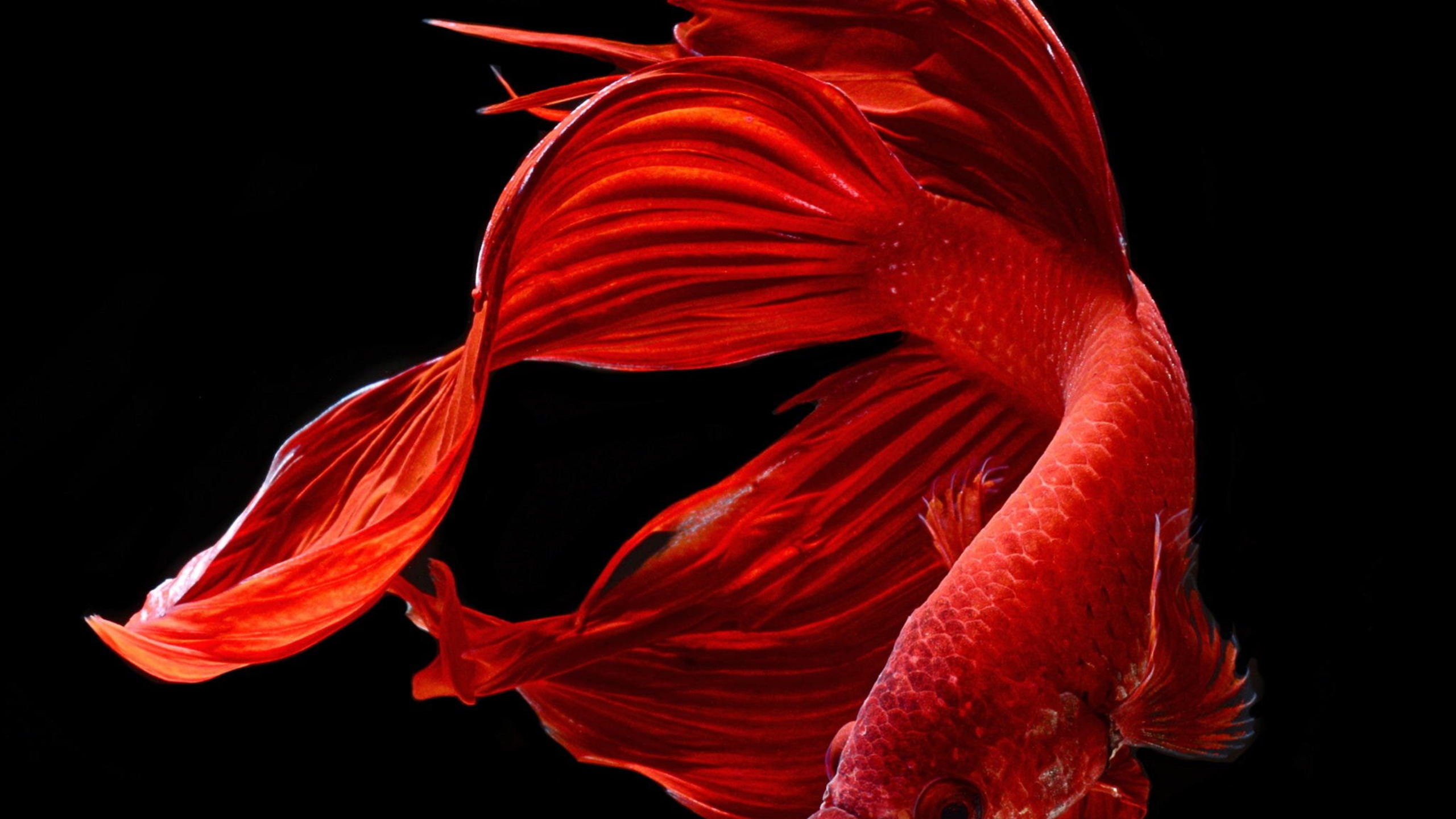 Beautiful Red Fish, Siamese Fighting Fish, Fish, Goldfish, Ornamental Fish. Wallpaper in 2560x1440 Resolution