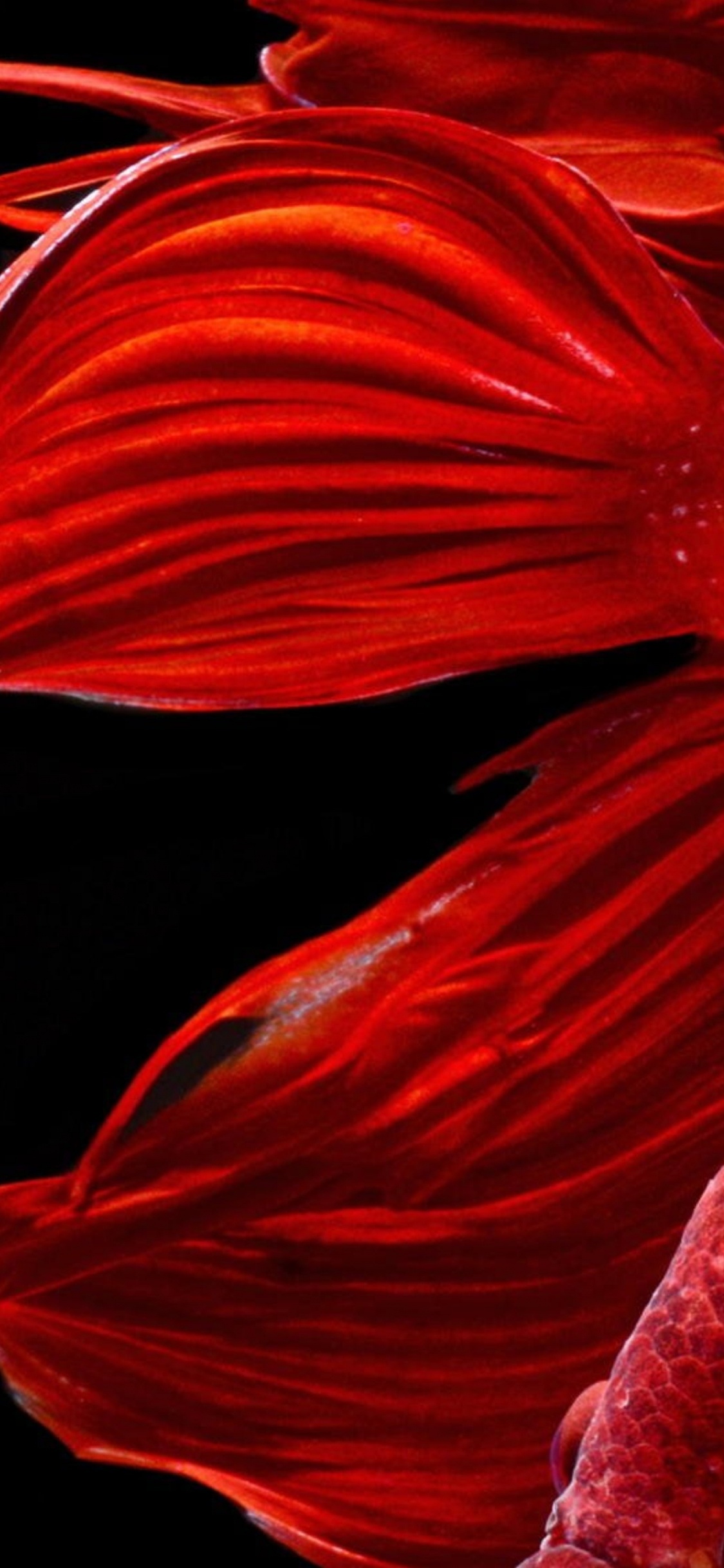 Hermoso Pez Rojo, Pez Luchador Siamés, Pescado, Goldfish, Pez Ornamental. Wallpaper in 1125x2436 Resolution