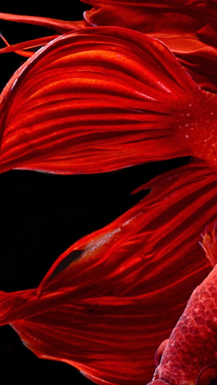 Hermoso Pez Rojo, Pez Luchador Siamés, Pescado, Goldfish, Pez Ornamental. Wallpaper in 720x1280 Resolution