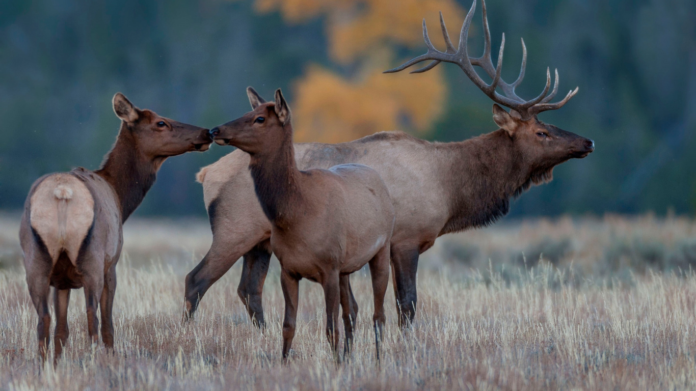 Brown Deer on Brown Grass During Daytime. Wallpaper in 1366x768 Resolution