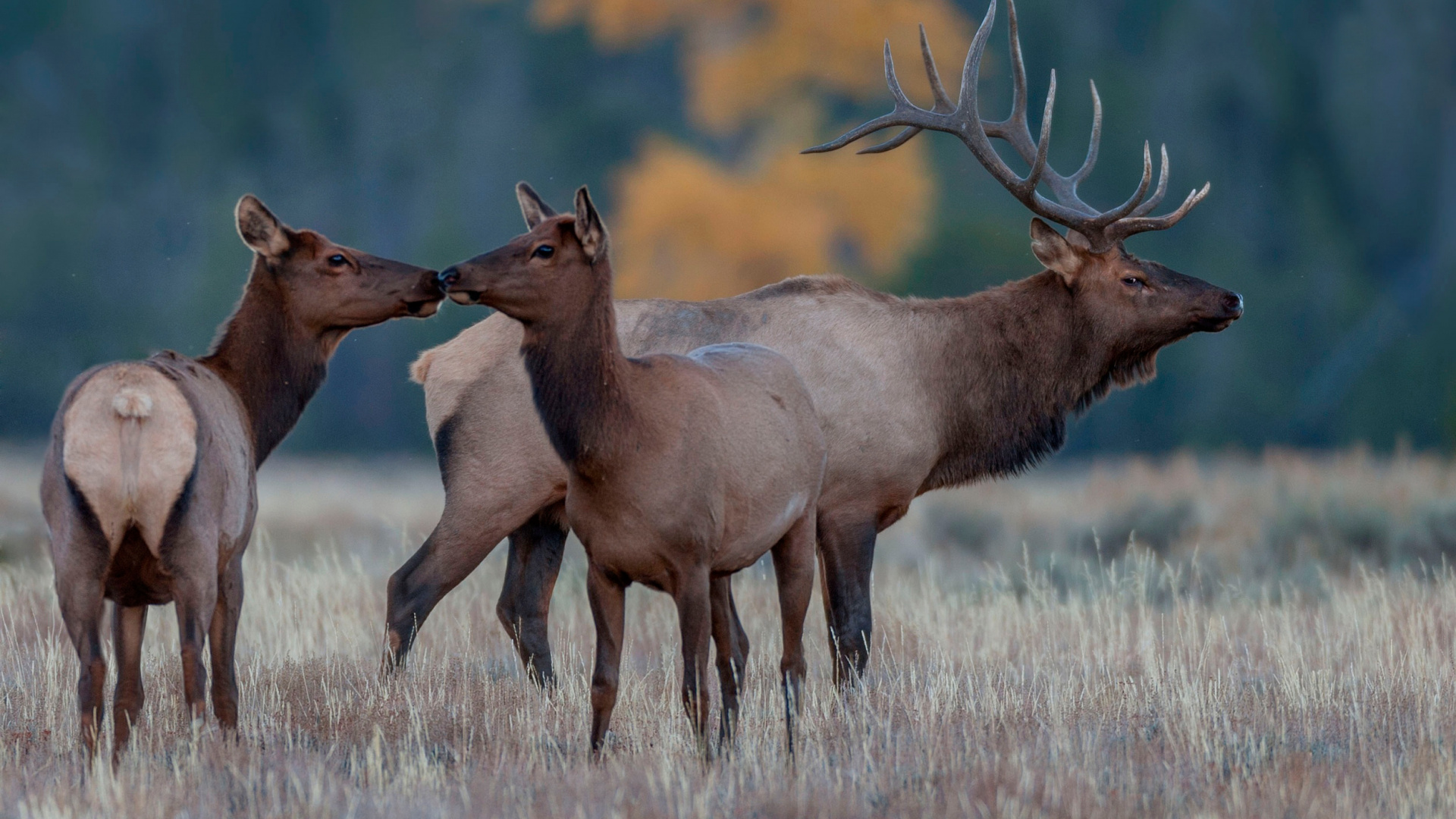 Brown Deer on Brown Grass During Daytime. Wallpaper in 1920x1080 Resolution