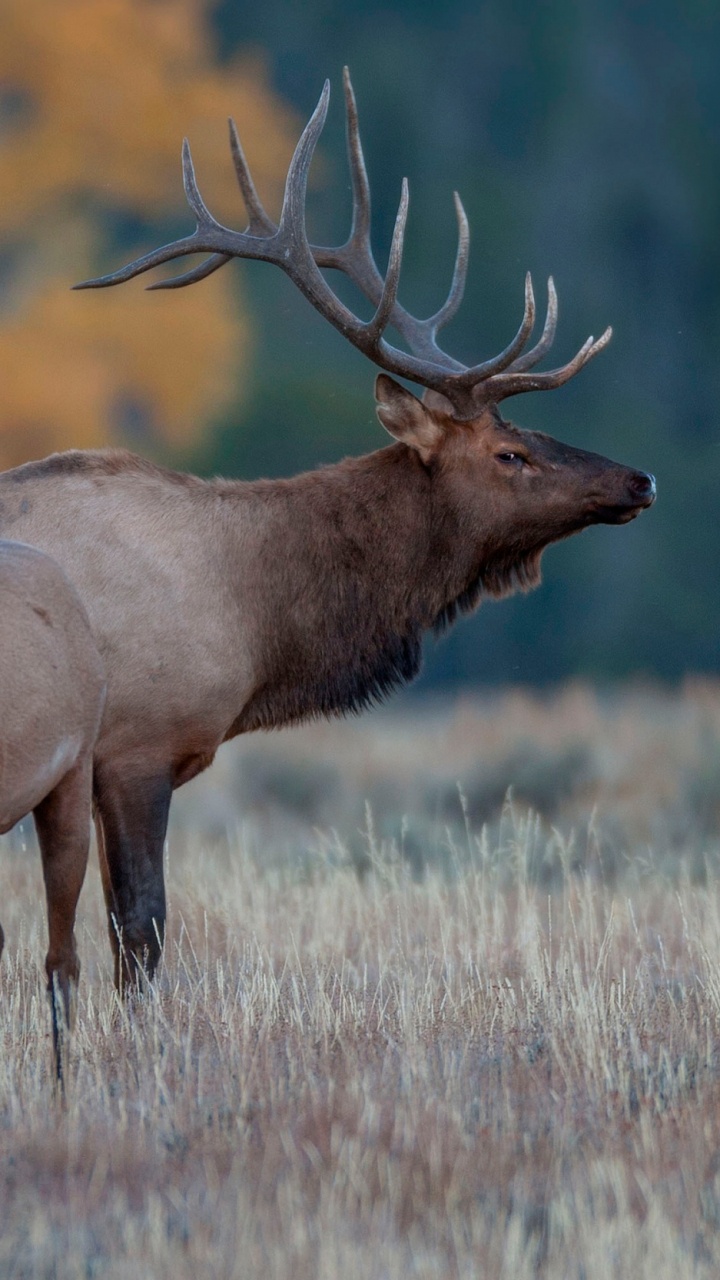 Brown Deer on Brown Grass During Daytime. Wallpaper in 720x1280 Resolution