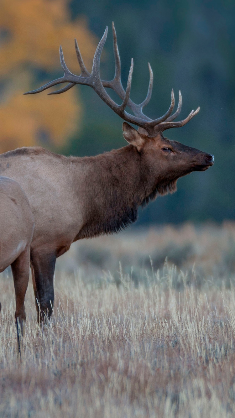 Brown Deer on Brown Grass During Daytime. Wallpaper in 750x1334 Resolution