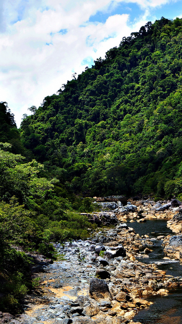 性质, 植被, 自然保护区, 荒野, Air 壁纸 750x1334 允许