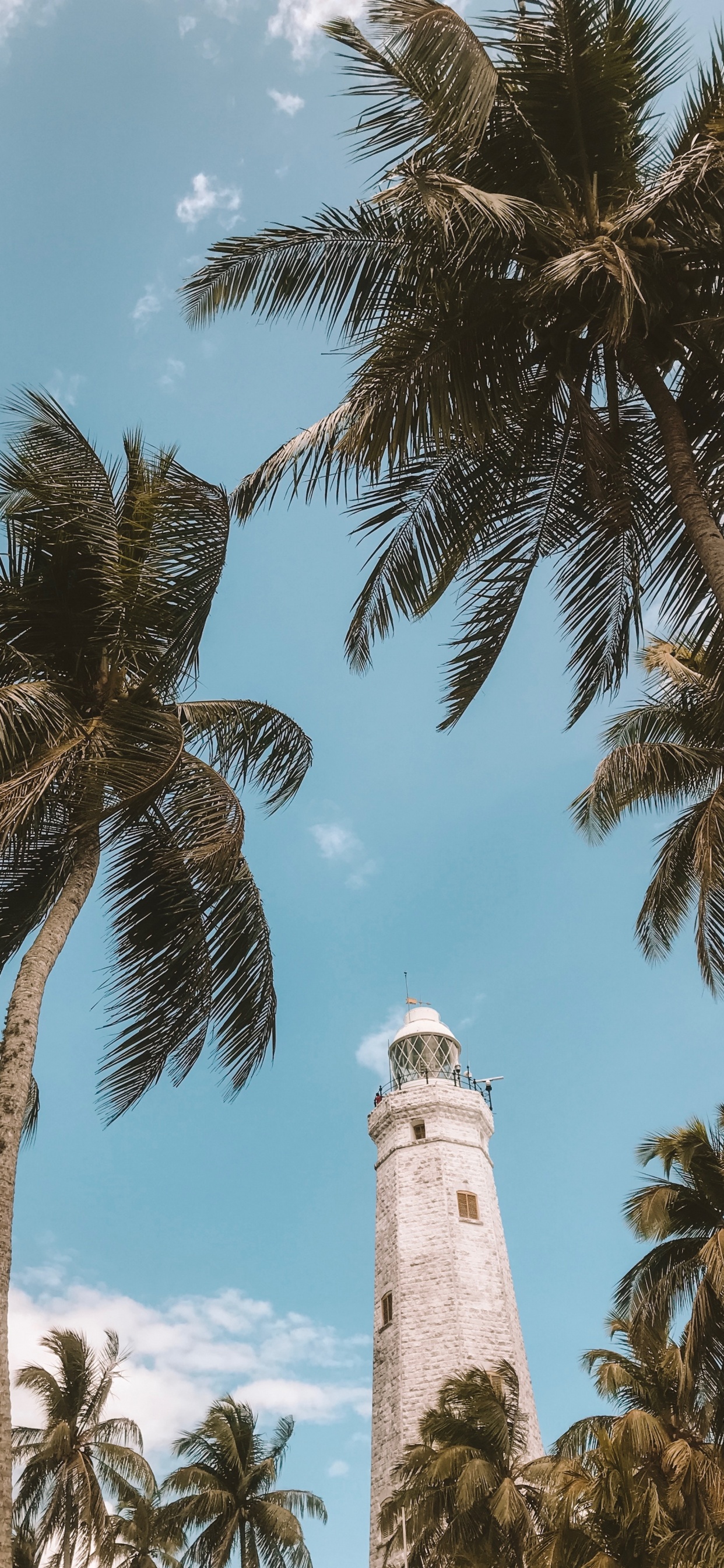 Baum, Woody Pflanze, Attalea Speciosa, Elaeis, Tropics. Wallpaper in 1242x2688 Resolution