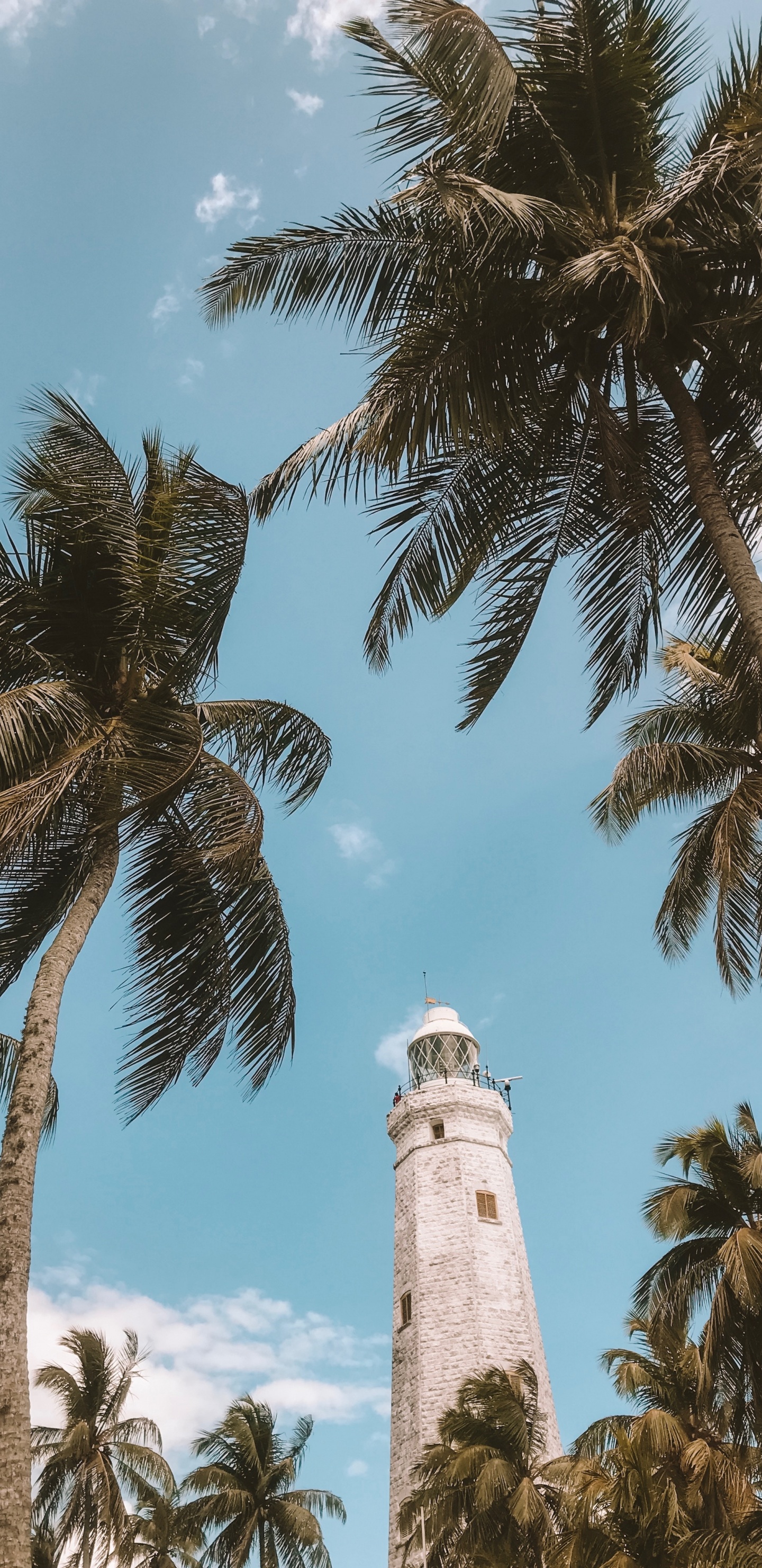 Baum, Woody Pflanze, Attalea Speciosa, Elaeis, Tropics. Wallpaper in 1440x2960 Resolution