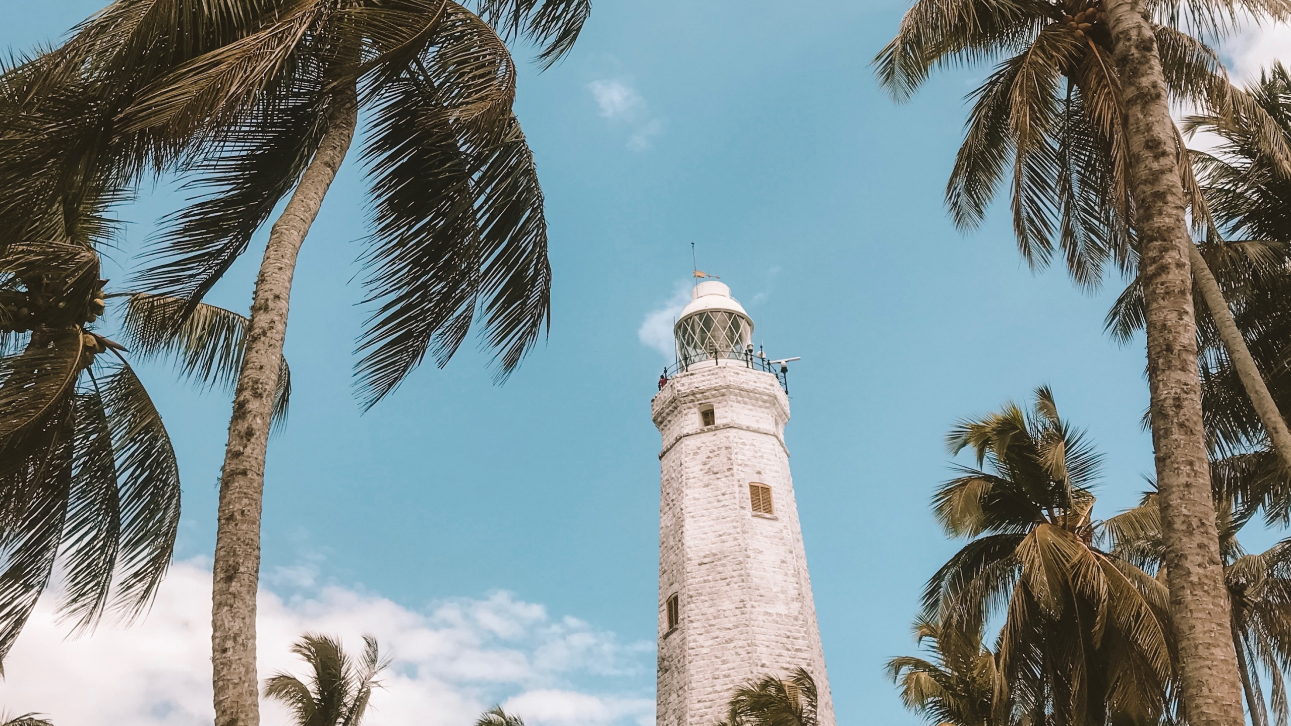 Baum, Woody Pflanze, Attalea Speciosa, Elaeis, Tropics. Wallpaper in 2560x1440 Resolution