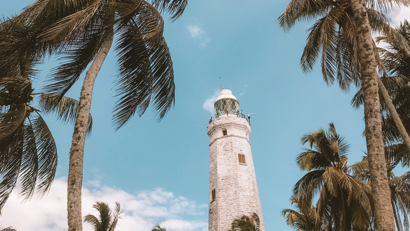 木本植物, Attalea桐, 油棕, 热带地区, 枣椰树 壁纸 1366x768 允许