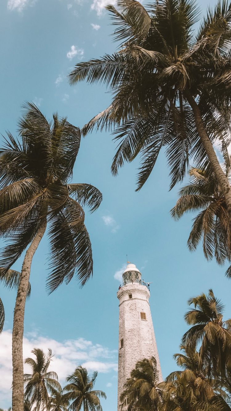 木本植物, Attalea桐, 油棕, 热带地区, 枣椰树 壁纸 750x1334 允许