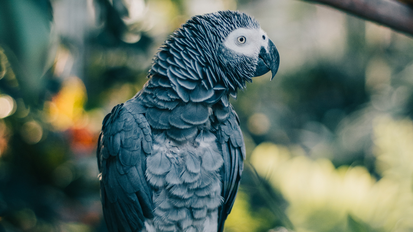 Oiseau Gris et Blanc Sur Bâton en Bois Marron. Wallpaper in 1366x768 Resolution