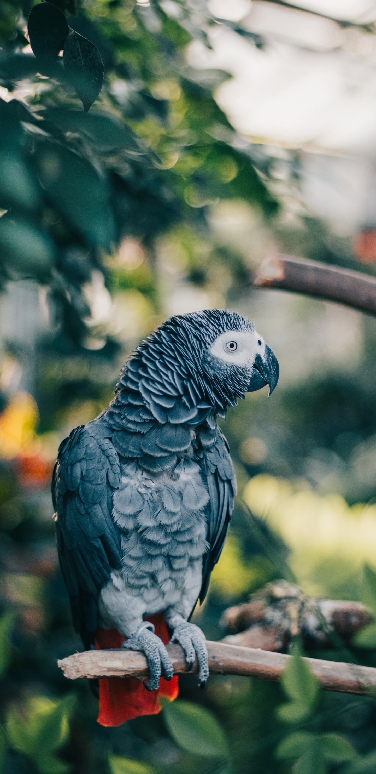 Oiseau Gris et Blanc Sur Bâton en Bois Marron. Wallpaper in 1440x2960 Resolution