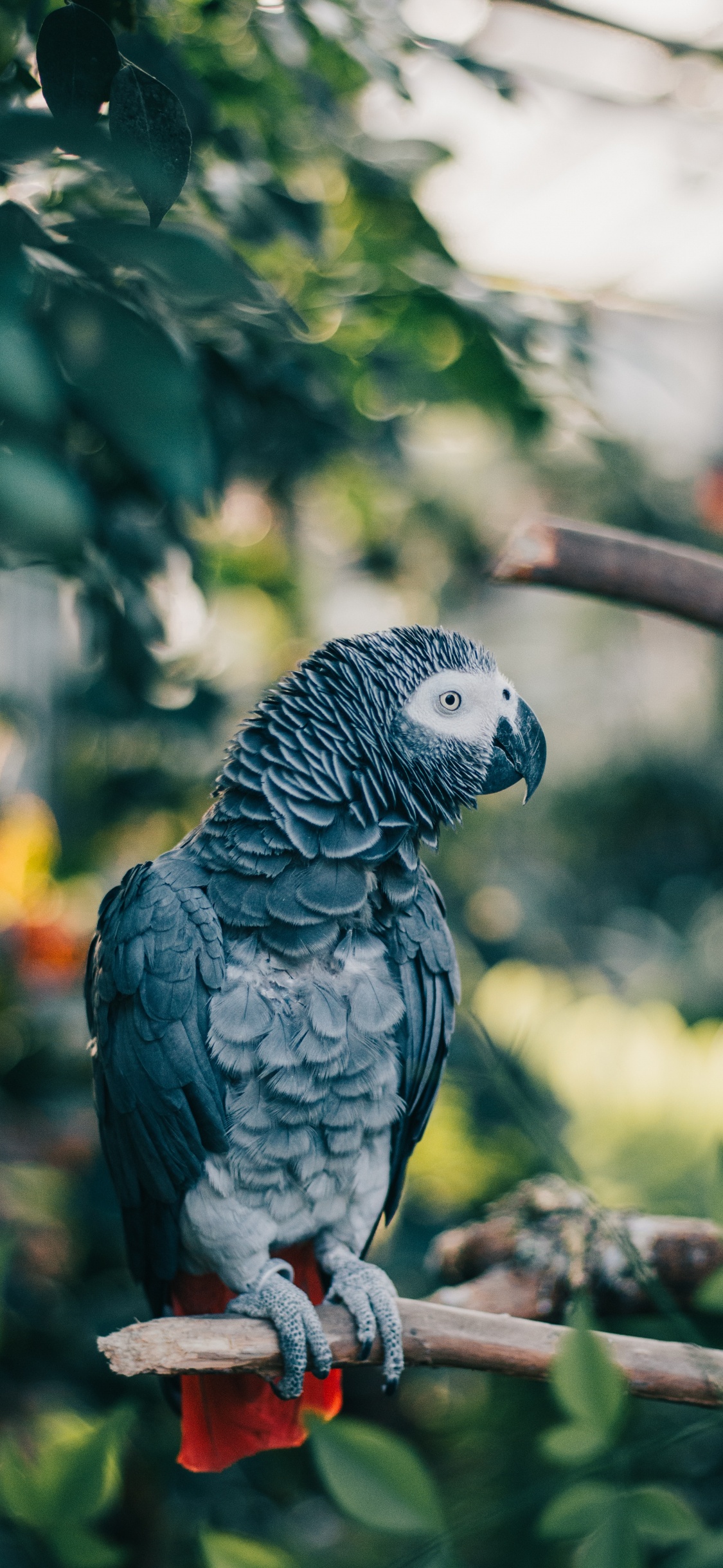 Pájaro Gris y Blanco en Palo de Madera Marrón. Wallpaper in 1125x2436 Resolution