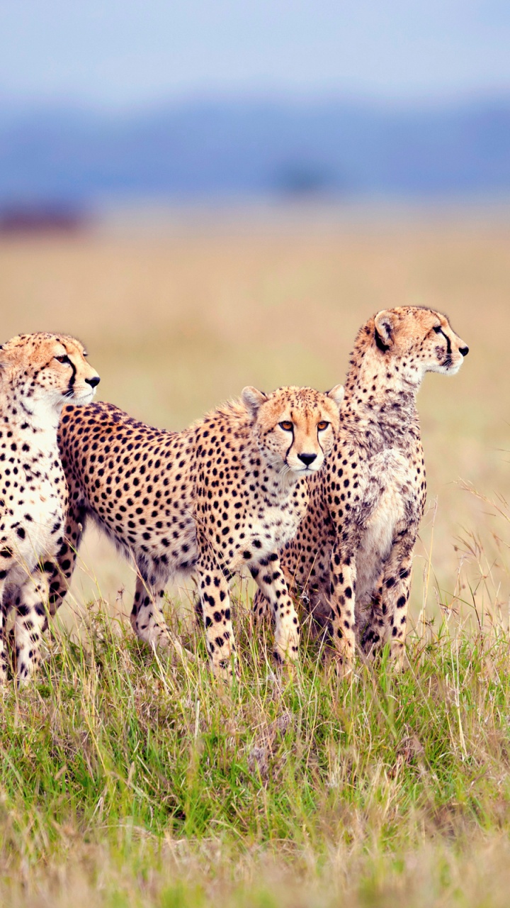 Cheetah, Lion, Jaguar, Leopard, Plant. Wallpaper in 720x1280 Resolution