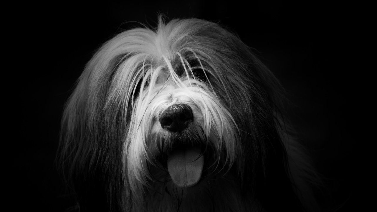 Grayscale Photo of a Long Haired Dog. Wallpaper in 1280x720 Resolution