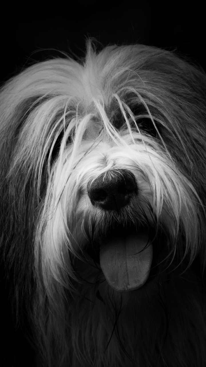 Grayscale Photo of a Long Haired Dog. Wallpaper in 720x1280 Resolution