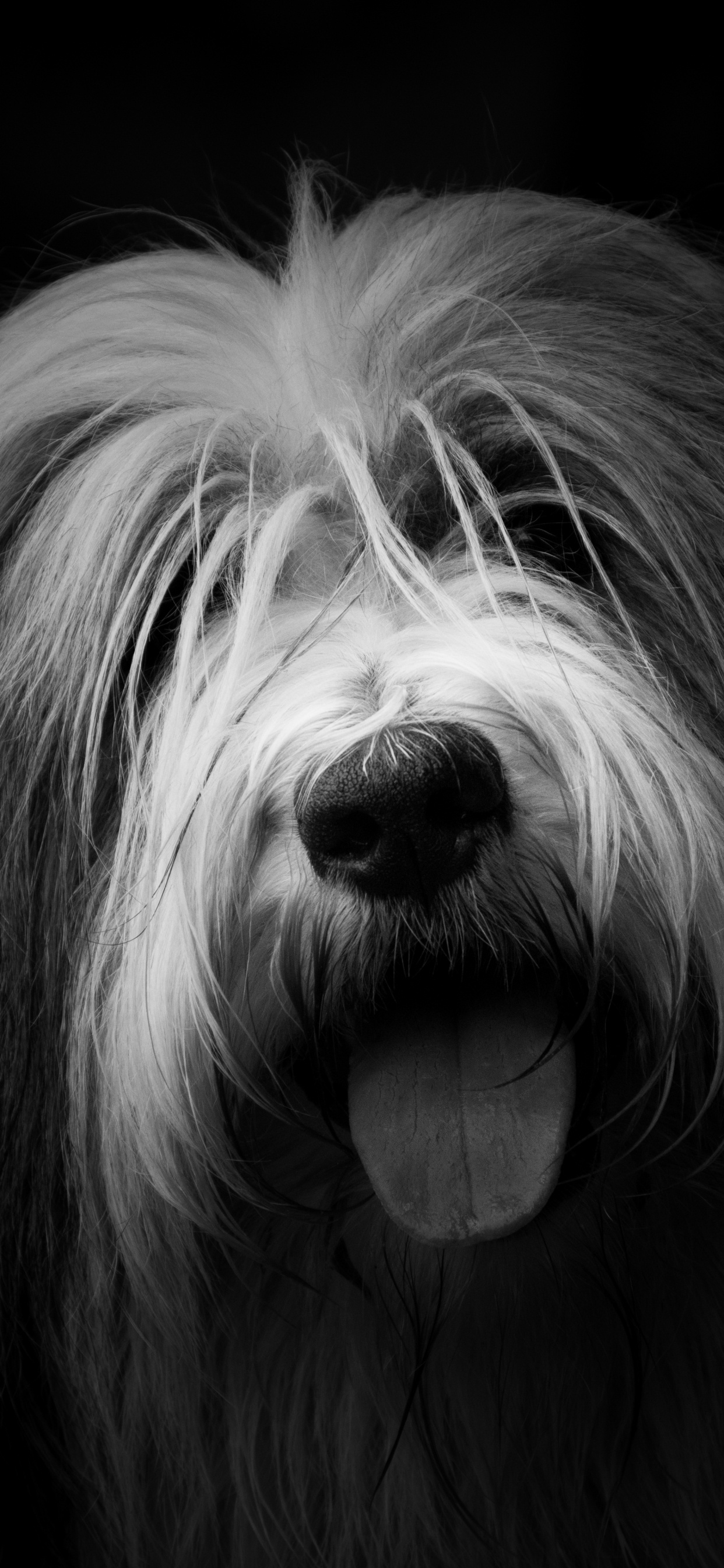 Graustufenfoto Eines Langhaarigen Hundes. Wallpaper in 1242x2688 Resolution