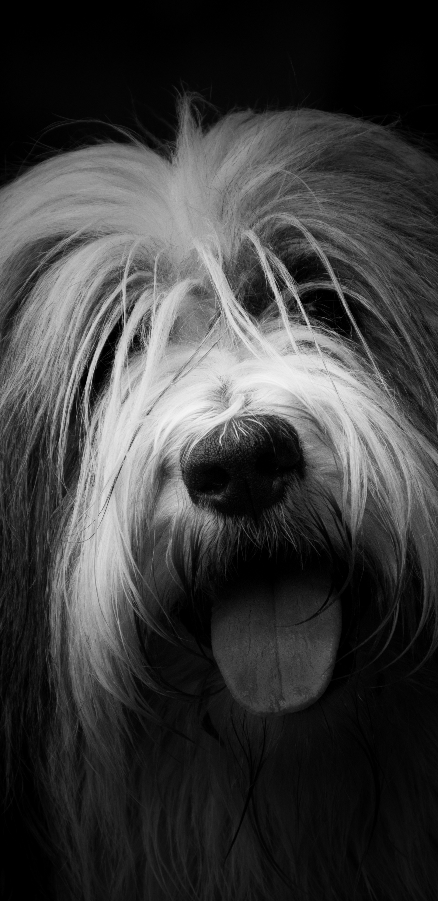 Graustufenfoto Eines Langhaarigen Hundes. Wallpaper in 1440x2960 Resolution