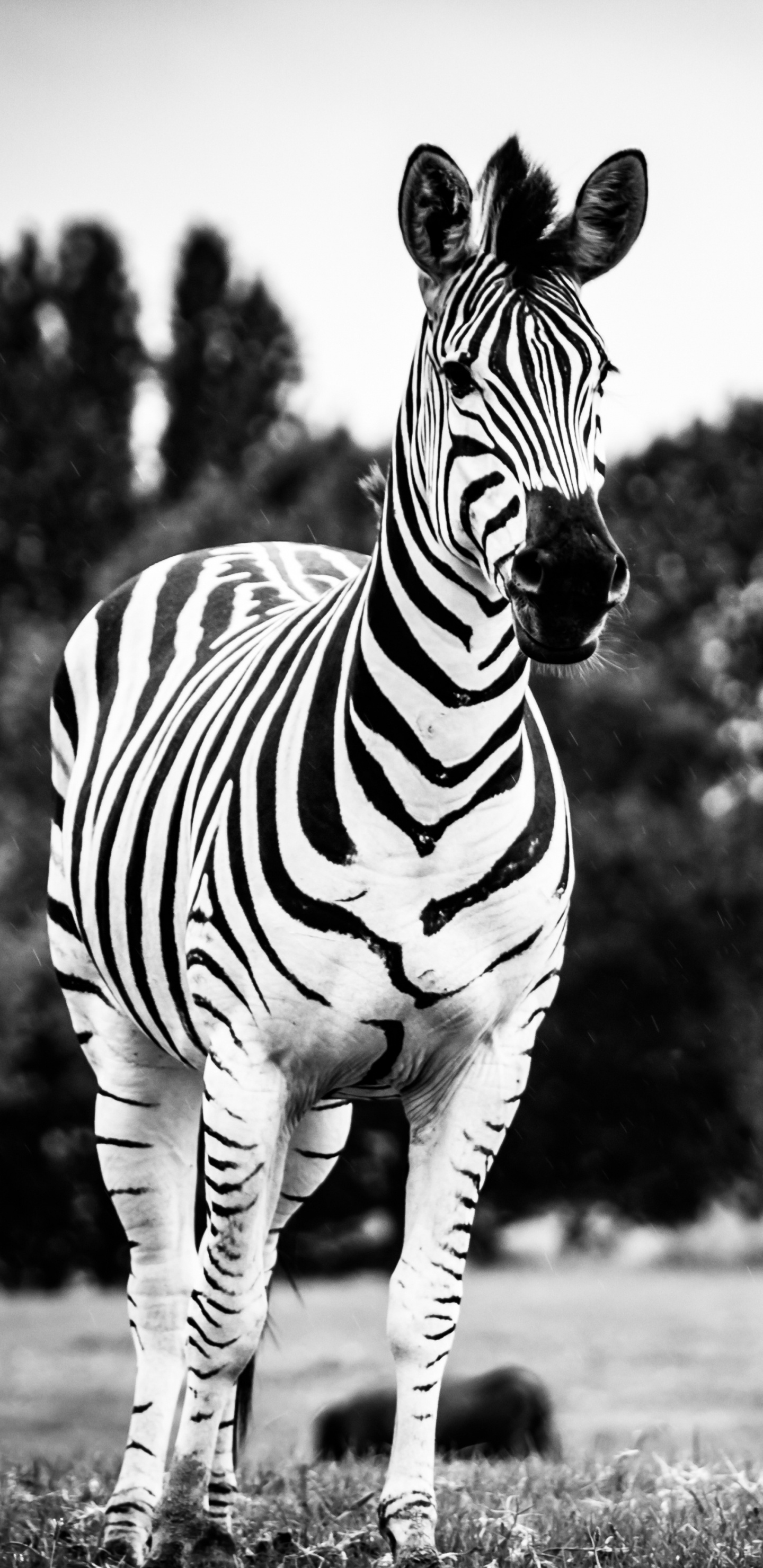 Zebra, Das Tagsüber Auf Der Grünen Wiese Steht Standing. Wallpaper in 1440x2960 Resolution