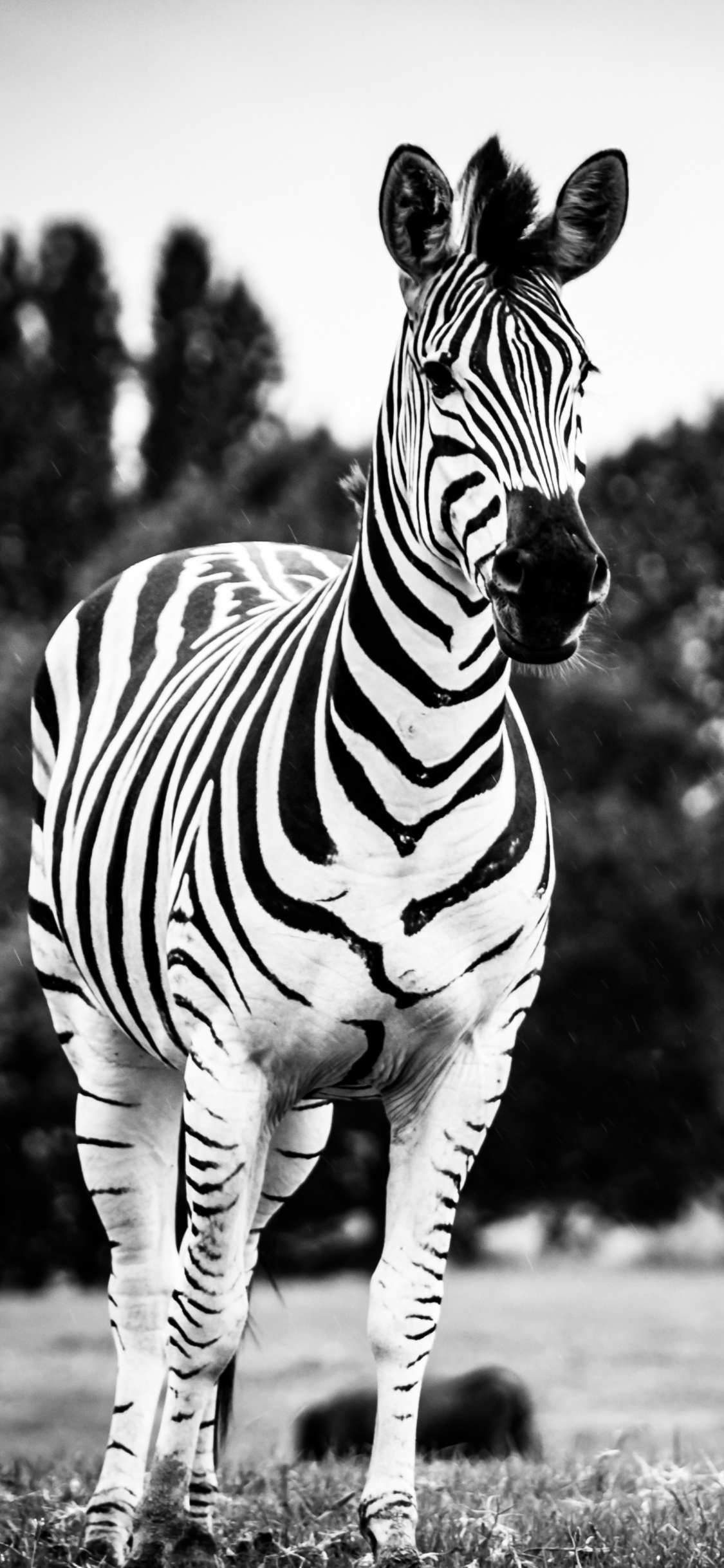Zebra Standing on Green Grass Field During Daytime. Wallpaper in 1125x2436 Resolution