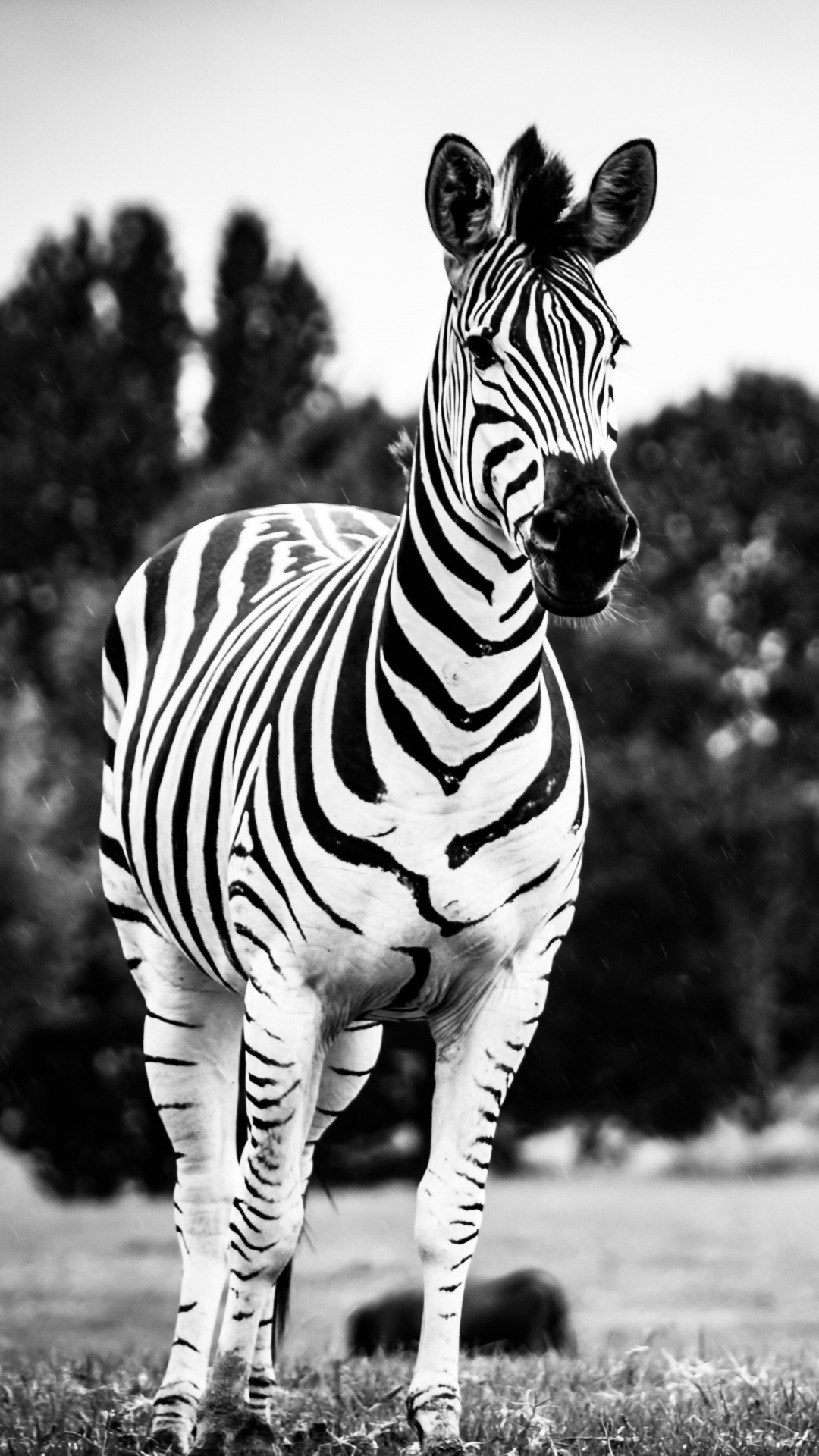 Zebra Debout Sur un Terrain D'herbe Verte Pendant la Journée. Wallpaper in 1080x1920 Resolution