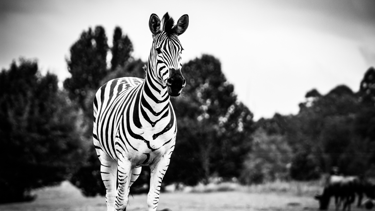 Zebra Debout Sur un Terrain D'herbe Verte Pendant la Journée. Wallpaper in 1280x720 Resolution