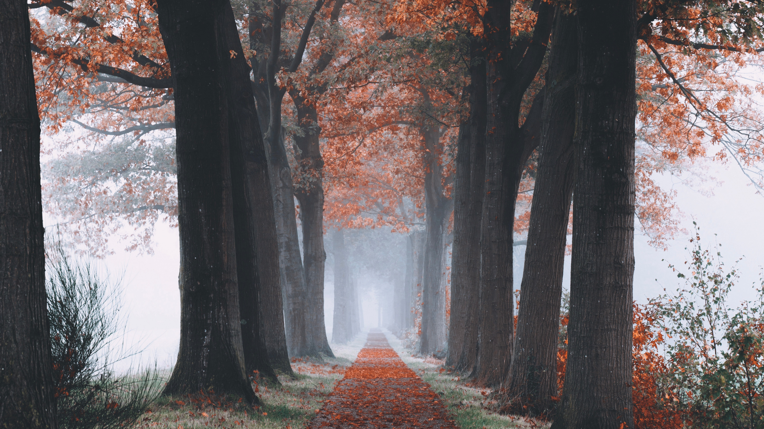 Baum, Natur, Herbst, Blatt, Branch. Wallpaper in 2560x1440 Resolution