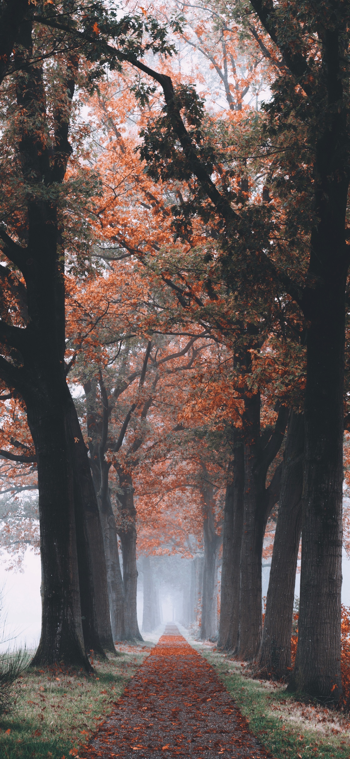 Tree, Nature, Autumn, Leaf, Branch. Wallpaper in 1125x2436 Resolution