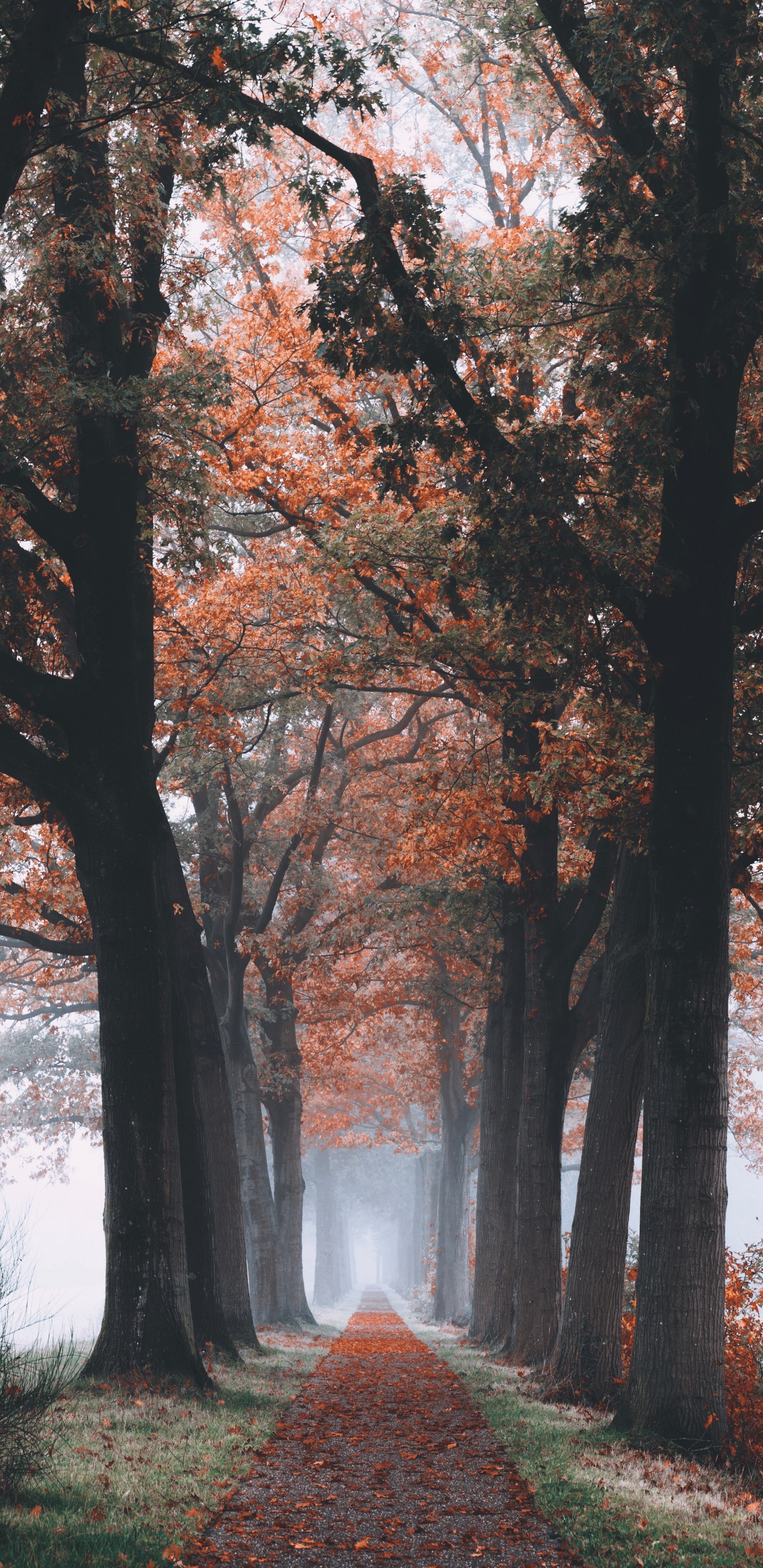 Tree, Nature, Autumn, Leaf, Branch. Wallpaper in 1440x2960 Resolution