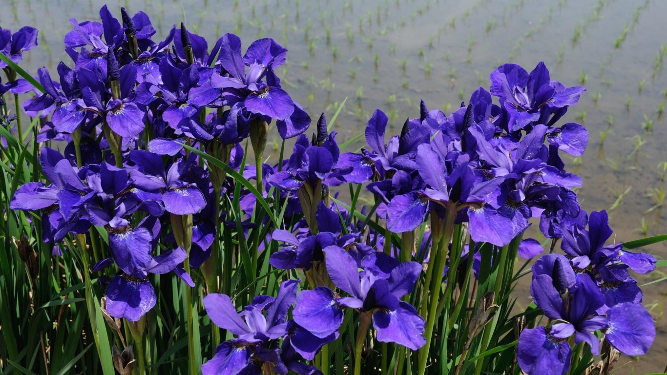Fleurs Violettes Avec Des Feuilles Vertes. Wallpaper in 1366x768 Resolution